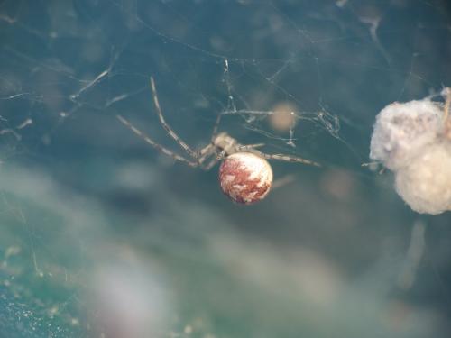Theridion varians